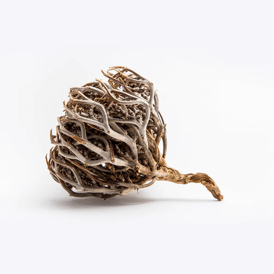 Bloem van Maryam / The Rose of Jericho